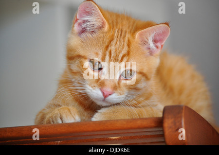 Red tabby tom, kitten, about 11 weeks, lying on a wooden chair Stock Photo