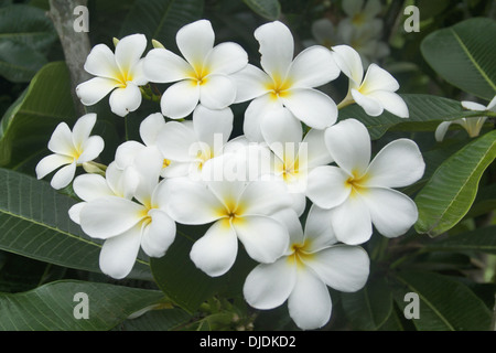 White Frangipani, Singapore frangipani, Champa. Plumeria obtusa Family: Apocynaceae Oleander. Flowers with yellow center, Pune Stock Photo