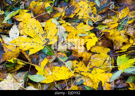 Spot mounld on a Sycamore leaf in Autumn time, Ambleside, Cumbria, UK. Stock Photo