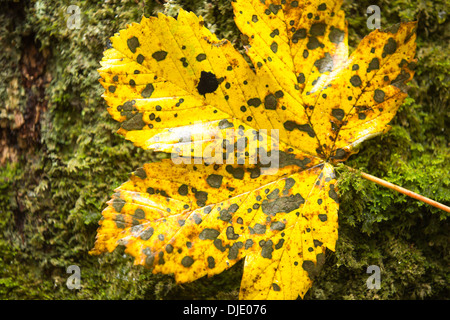 Spot mounld on a Sycamore leaf in Autumn time, Ambleside, Cumbria, UK. Stock Photo