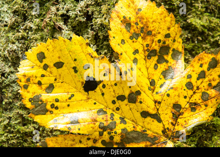 Spot mounld on a Sycamore leaf in Autumn time, Ambleside, Cumbria, UK. Stock Photo