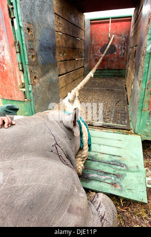 Black Rhinoceros (Diceros bicornis)being loaded into a crate for translocation.Ithala game reserve.South Africa