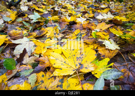 Spot mounld on a Sycamore leaf in Autumn time, Ambleside, Cumbria, UK. Stock Photo