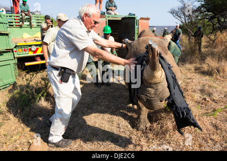 Black Rhinoceros (Diceros bicornis) being released into a protected area.Ithala game reserve.South Africa Stock Photo