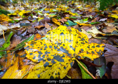 Spot mounld on a Sycamore leaf in Autumn time, Ambleside, Cumbria, UK. Stock Photo