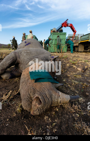 Black Rhinoceros (Diceros bicornis) being released into a protected area.Ithala game reserve.South Africa Stock Photo