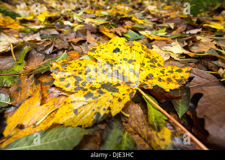 Spot mounld on a Sycamore leaf in Autumn time, Ambleside, Cumbria, UK. Stock Photo