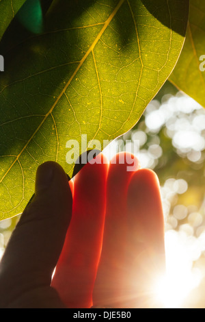 Sunlight shines through hand reaching a tree leaf. Stock Photo