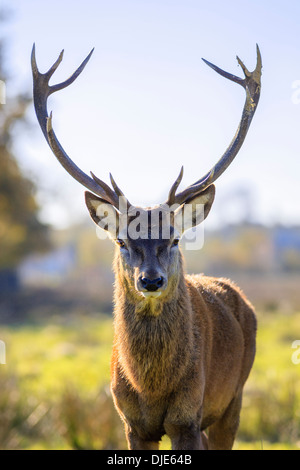 Portrait of majestic powerful adult red deer stag in Autumn