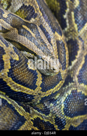 Close-up photo of burmese python Stock Photo