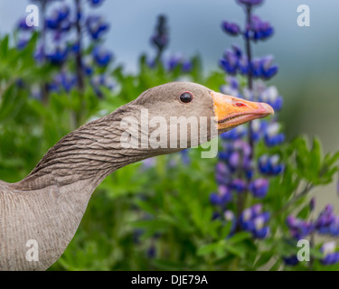 Portrait of Greylag Goose, Iceland Stock Photo