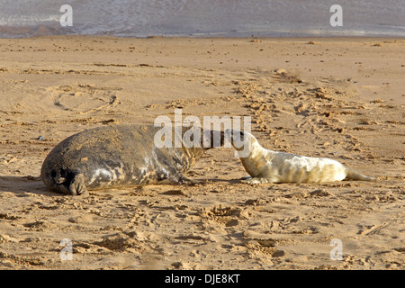 Female grey seal with pup on beach Stock Photo