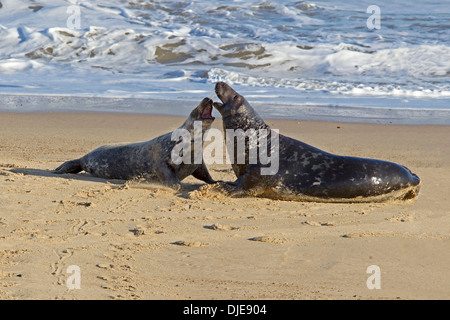 Grey seal pair on beach Stock Photo