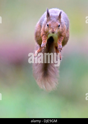 Red squirrel leaping, jumping Stock Photo