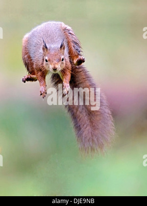 Red squirrel leaping, jumping Stock Photo