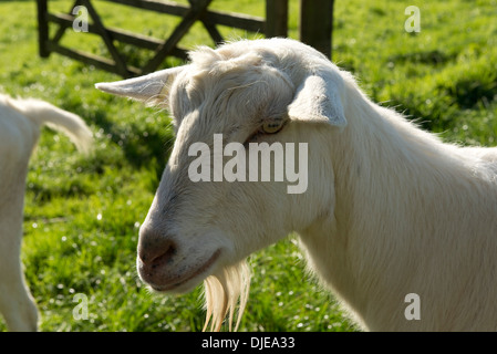 Head of a saanen goat wether with his beard. Stock Photo