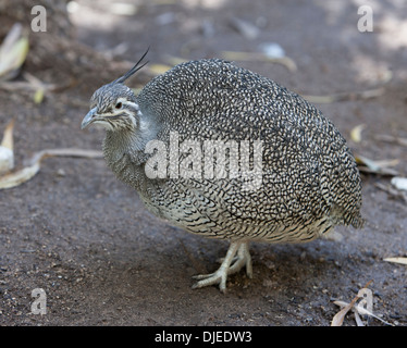 The Elegant Crested Tinamou or Martineta Tinamou can found in southern Chile and Argentina in shrubland. Stock Photo