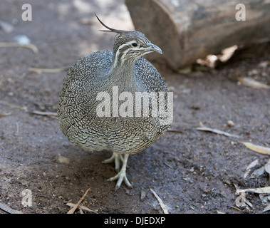 The Elegant Crested Tinamou or Martineta Tinamou can found in southern Chile and Argentina in shrubland. Stock Photo