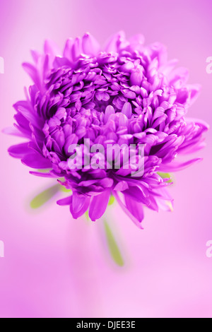 a perfect lilac aster flower  Jane Ann Butler Photography  JABP865 Stock Photo