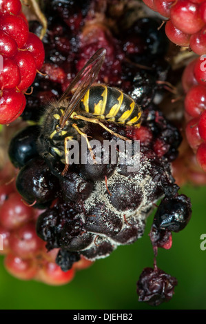 Common wasp (Vespula vulgaris) feeding on ripe berries of blackberry bush (Rubus cultivar) in garden Stock Photo