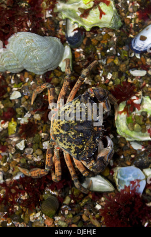 European shore crab / green crab (Carcinus maenas), alien invasive species showing camouflage colours in tide pool Stock Photo