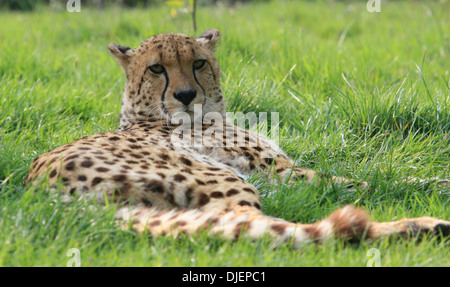 Cheetah Lying Down In Grass With It's Head Raised Stock Photo