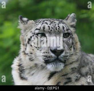 Rare Snow Leopard's Face Stock Photo