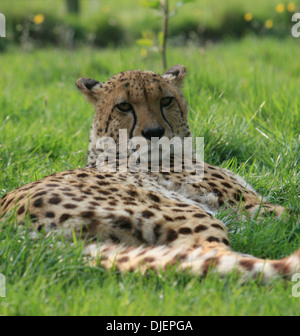 Cheetah Lying Down In Grass With It's Head Raised Stock Photo