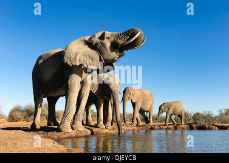 African elephant (Loxodonta africana) small group of elephants drinking at a waterhole in Mashatu game reserve.Botswana
