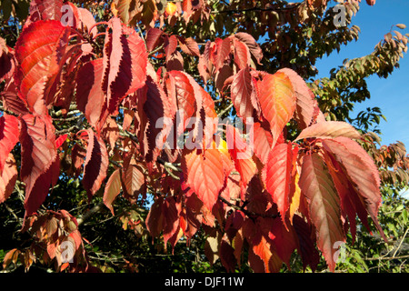 Japanese cherry tree ''Prunus amanogawa''  in autumn, in  Strokestown Park, Strokestown, Co. Roscommon, Republic of Ireland Stock Photo