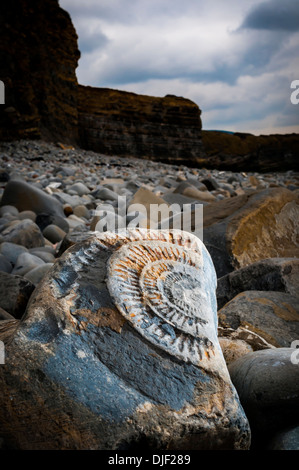 A weathered Amonite fossil on Kilve beach, Somerset, UK Stock Photo - Alamy