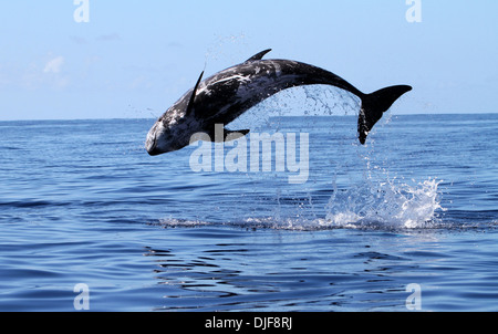 Risso's dolphin breaches out of the water (Grampus griseus) Pico Island, Azores Islands, Atlantic Ocean Stock Photo