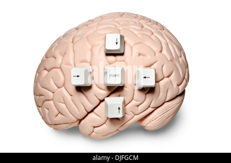 Human brain model with computer keys placed on it Stock Photo