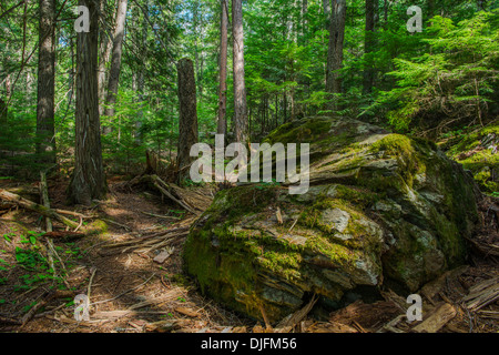 Photograph of a moss covered boulder found in the middle of a dense deciduous forest. Glacier National Park, Montana. Stock Photo