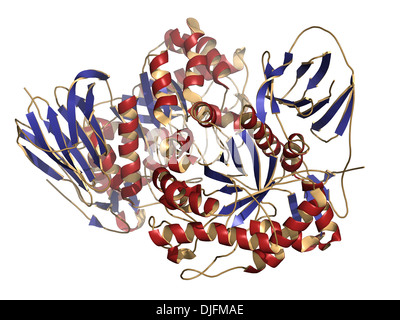 Glucocerebrosidase (beta-glucosidase) enzyme molecule. Deficient in Gaucher's disease. Analog used as drug in Gaucher's disease. Stock Photo