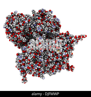 Glucocerebrosidase (beta-glucosidase) enzyme molecule. Deficient in Gaucher's disease. Analog used as drug in Gaucher's disease. Stock Photo