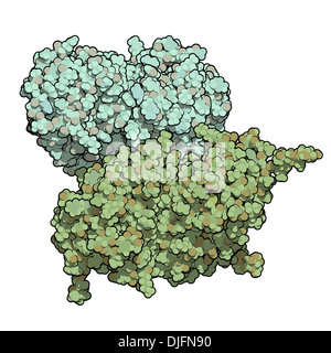 Glucocerebrosidase (beta-glucosidase) enzyme molecule. Deficient in Gaucher's disease. Analog used as drug in Gaucher's disease. Stock Photo