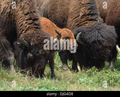 July 10, 2010 - Memphis, TN, U.S. - Sat 10 July 10 (cdbuffalo2) Photo by Chris Desmond/Special to The Commercial Appeal - One of the 16 baby buffalo feed near their mother during the 2nd Annual Buffalo Party  at Shelby Farms Saturday. Ten of the babies were named in a contest that was announced during the party. (Credit Image: © The Commercial Appeal/ZUMApress.com) Stock Photo