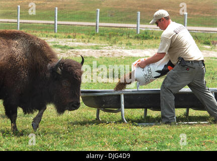 July 10, 2010 - Memphis, TN, U.S. - Sat 10 July 10 (cdbuffalo3) Photo by Chris Desmond/Special to The Commercial Appeal - Benn Holden puts feed out in a trough to lure the buffalo closer to spectators during the 2nd Annual Buffalo Party at Shelby Farms Saturday. Ten of the babies were named in a contest that was announced during the party. (Credit Image: © The Commercial Appeal/ZUM Stock Photo