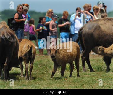 July 10, 2010 - Memphis, TN, U.S. - Sat 10 July 10 (cdbuffalo4) Photo by Chris Desmond/Special to The Commercial Appeal - Baby buffalo feed near the troughs as spectators get a closer view of the captive bison during the 2nd Annual Buffalo Party at Shelby Farms Saturday. Ten of the babies were named in a contest that was announced during the party. (Credit Image: © The Commercial A Stock Photo