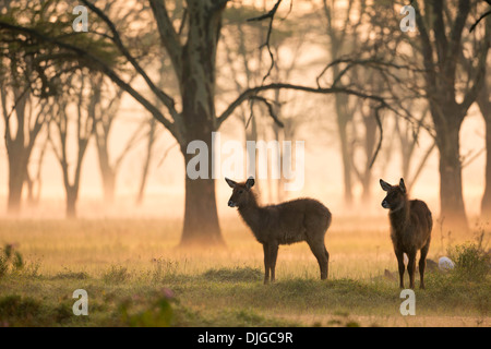 Two young Waterbuck (Kobus ellipsiprymnus)at sunrise .Lake Nakuru National Park.Kenya Stock Photo