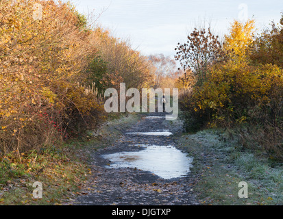 Woman walking dogs along frosted lane with autumn colours north east England, UK Stock Photo