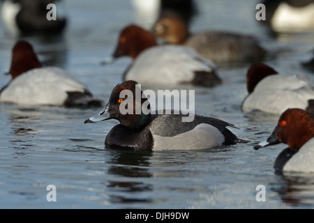 Hybrid, Crossing of Tufted Duck and Common Pochard (Aythya ferina x Aythya fuligula) Stock Photo