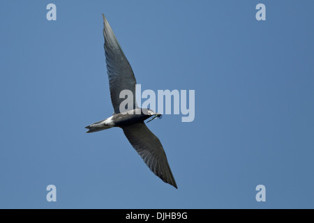 Black Tern (Chlidonias niger) with dragonfly in the beak Stock Photo