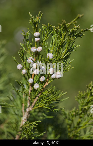 chinese juniper, juniperus chinensis Stock Photo