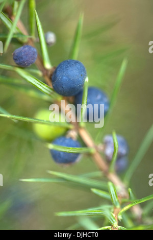 common juniper, juniperus communis Stock Photo