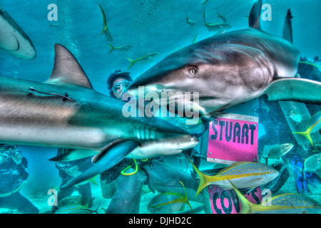 Shark diving at Stuarts Cove- Shot on HDR. Bahamas. Stock Photo