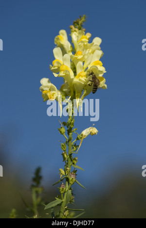 common toadflax, linaria vulgare Stock Photo