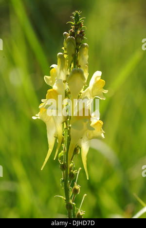 common toadflax, linaria vulgare Stock Photo