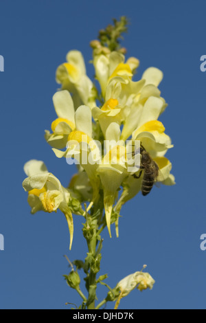 common toadflax, linaria vulgare Stock Photo